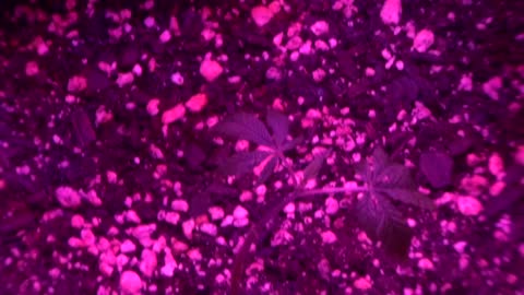 Batch # 6 of daddies growth journal