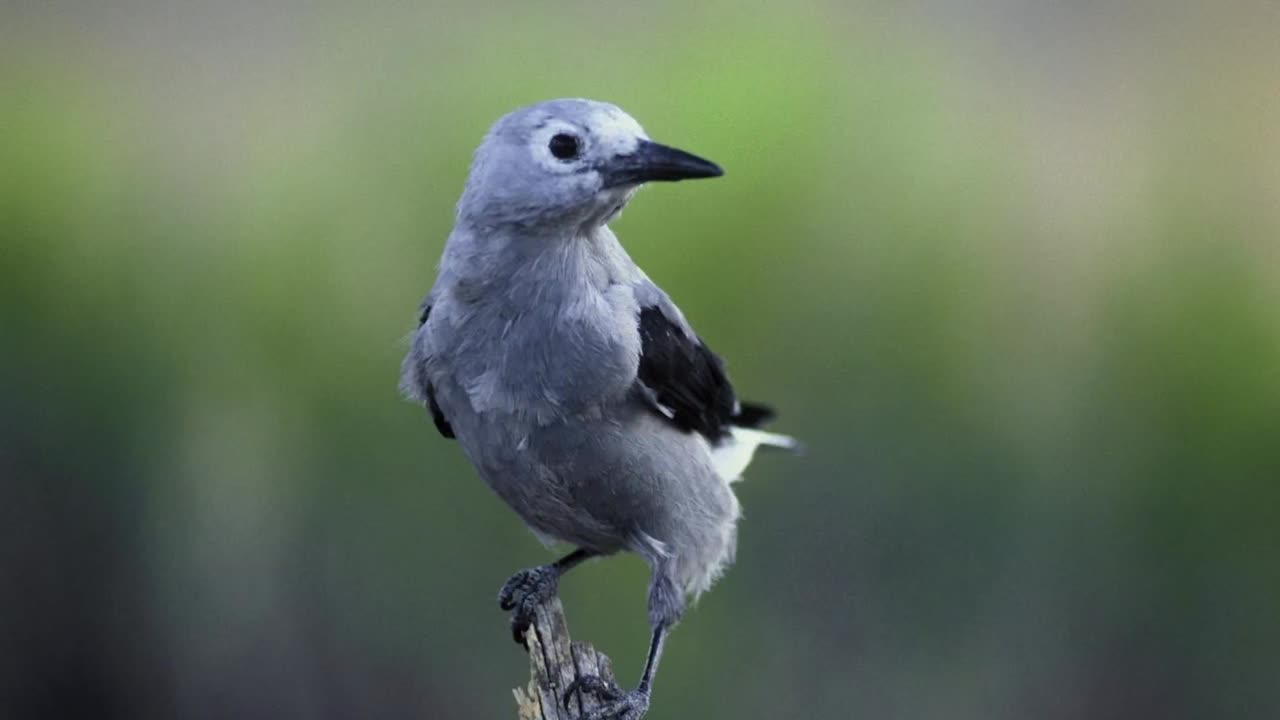 Clark's Nutcracker Bird Call Video