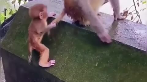 Funny and cute animal videos