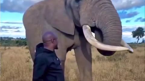 Elephant pretends to eat this guys hat