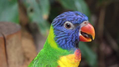 Parrot funny video