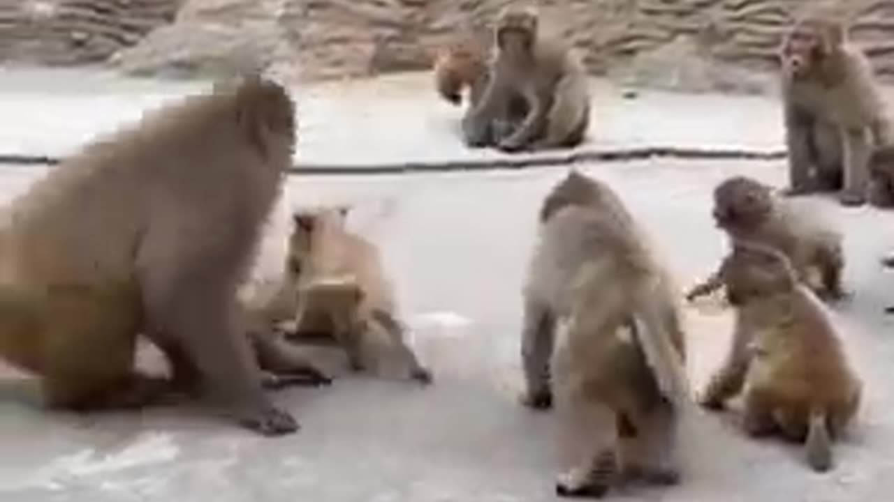 Animal funny videos