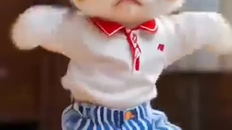 Cute cats dance