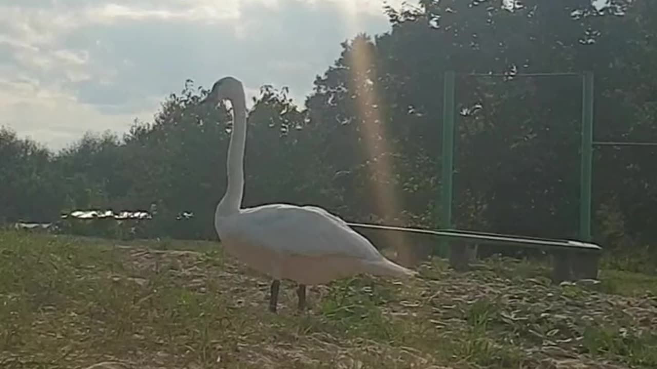 Swan comes to people