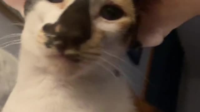 Belle purring like crazy tonight, so cute!