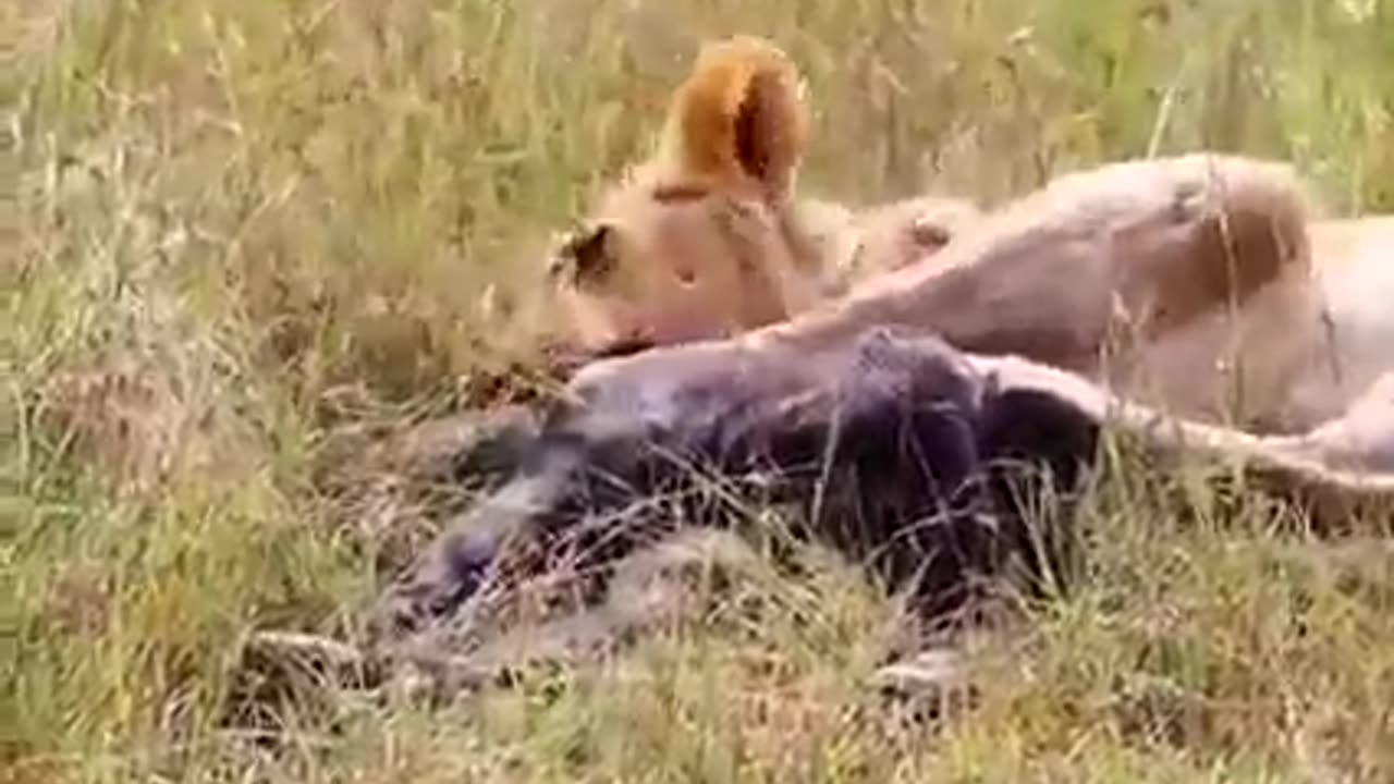 "Unconditional Love: A Mother's Sacrifice for Her Child's Life"