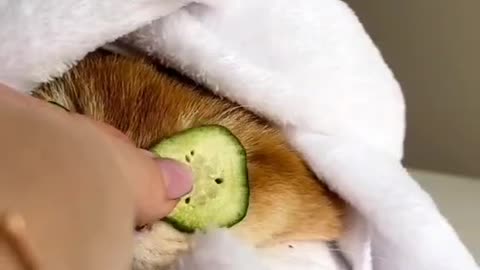 Cute and funny cat video.