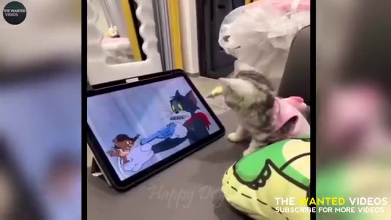 Funniest Animal MOvements on CAM Funny Dog Funny Cats
