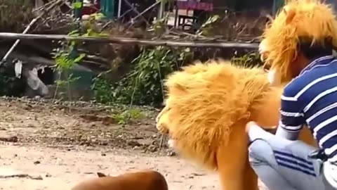 Troll Prank Dog Funny & fake Lion and Fake Tiger Prank To dog & Huge Box Prank to dog