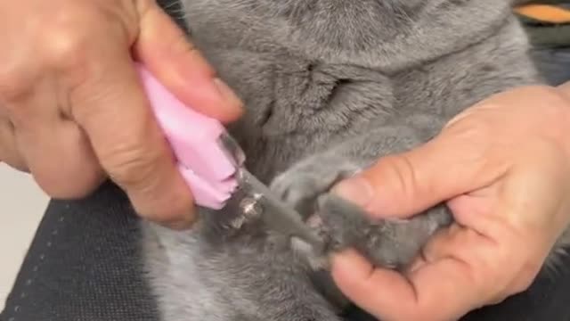 Aww🥹 | Cute cat short video