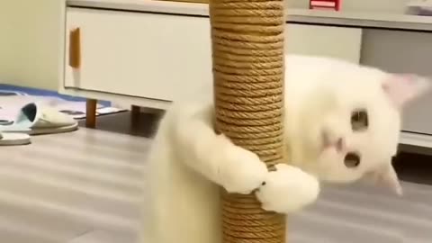 Funny cat