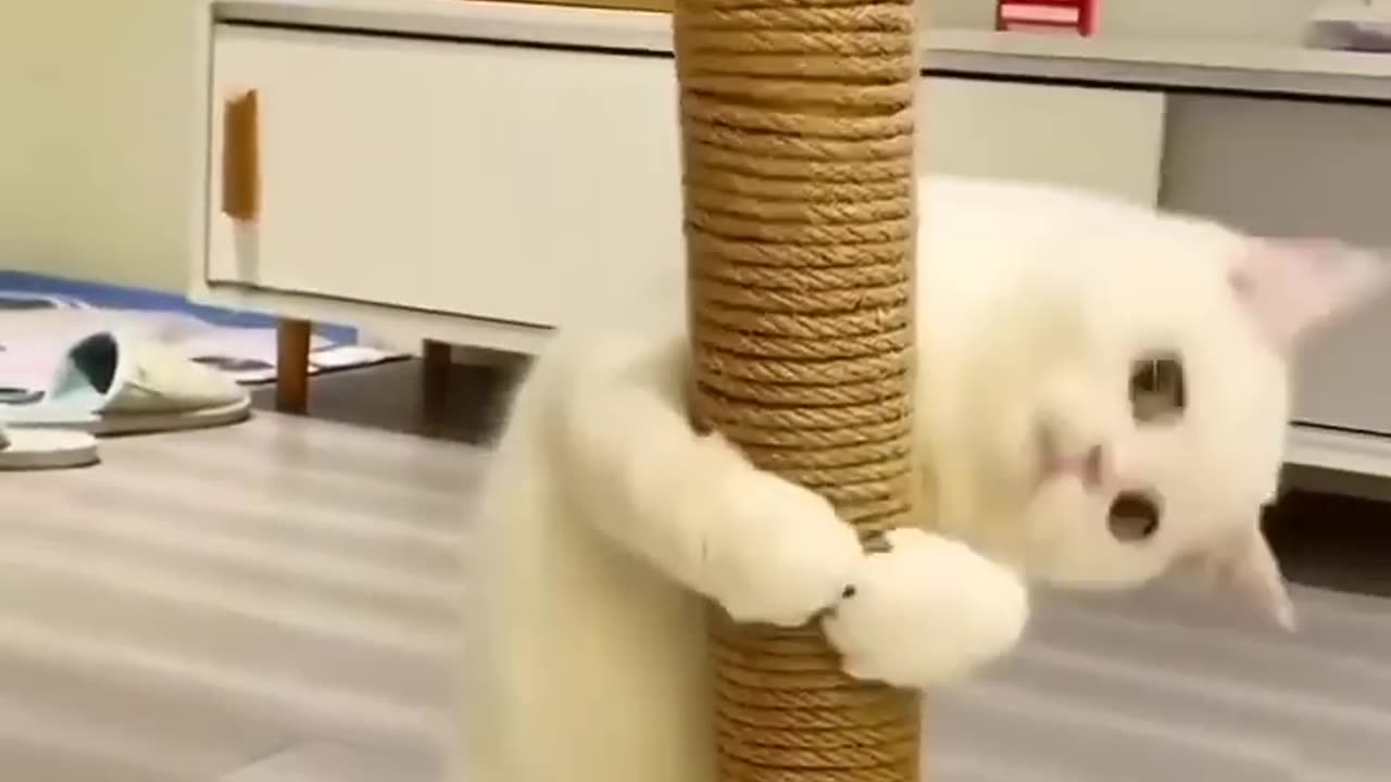 Funny cat