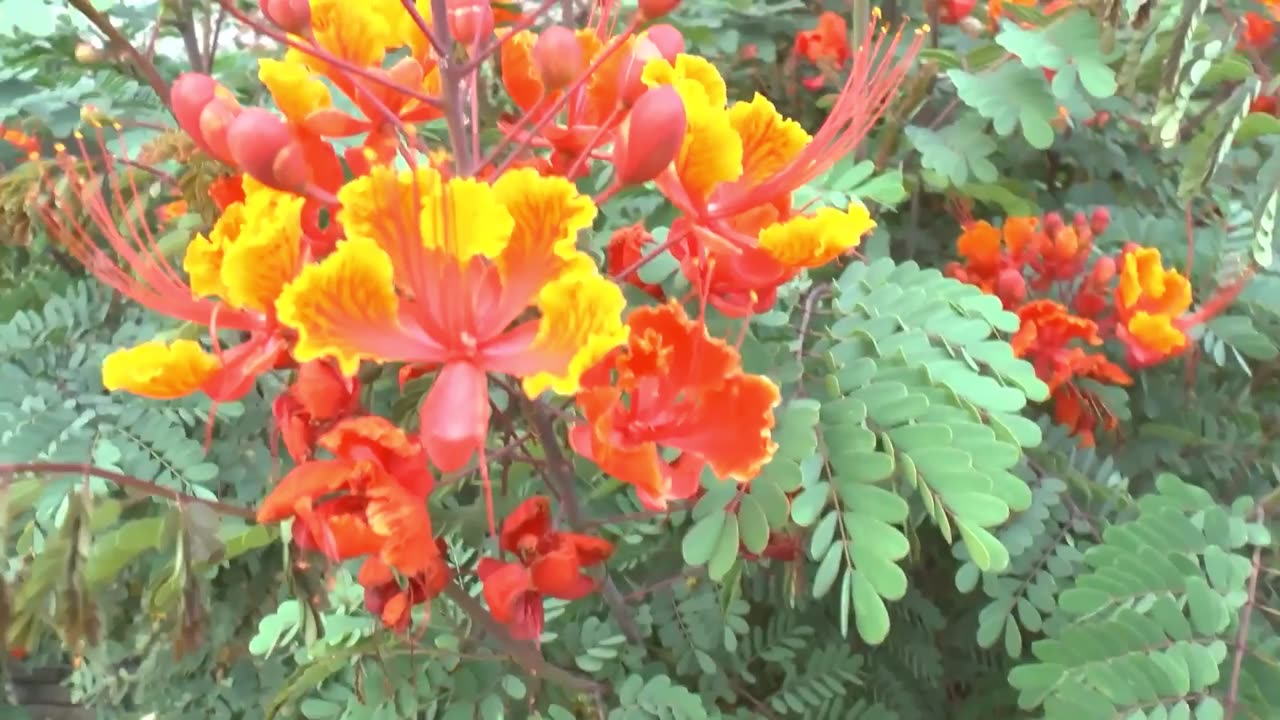 Caesalpinia Pulcherrima Flowering Shrub / Tree, Bird of Paradise, Poinciana, Pride of Barbados