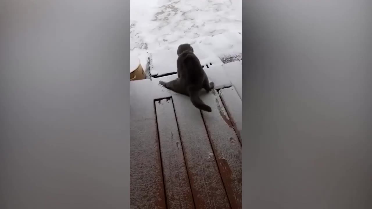 🤣 Full video Funny dog 🤪