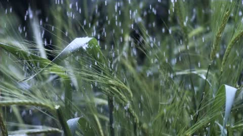 Wheat in the rain