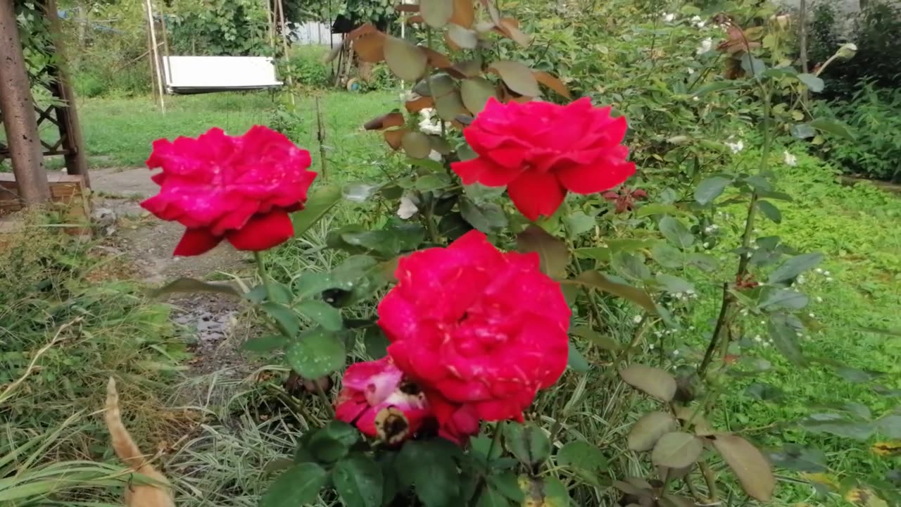 Flowers