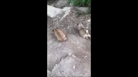 play with cute animals