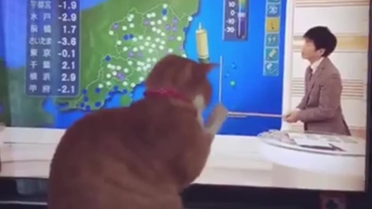 Cats funny