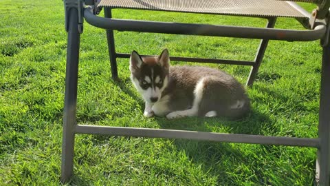 Lola and Zoe 8 week old huskies!