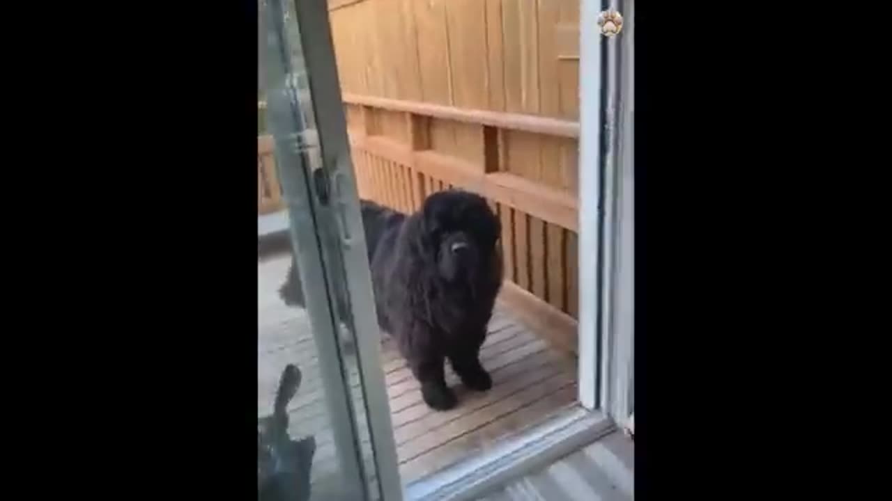 New Funny Animals π Funniest Cats and Dogs Videos πΊπΆ