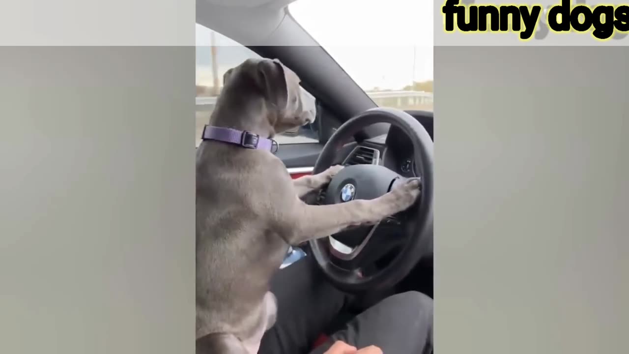 Funniest Animals Video: 2024's most hilarious animal videos, including humorous dogs and cats