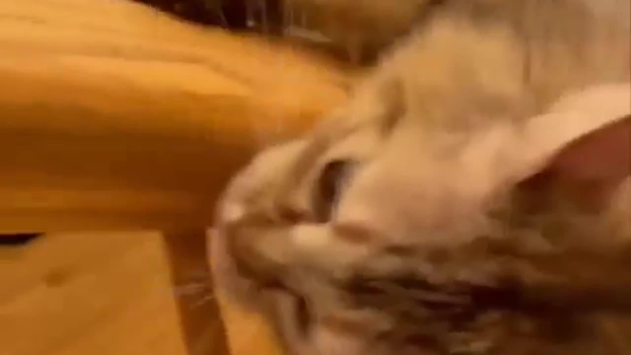 Funny cat video