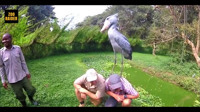 Very Friendly Wild Stork Bird Hang Out with Guys in the Park