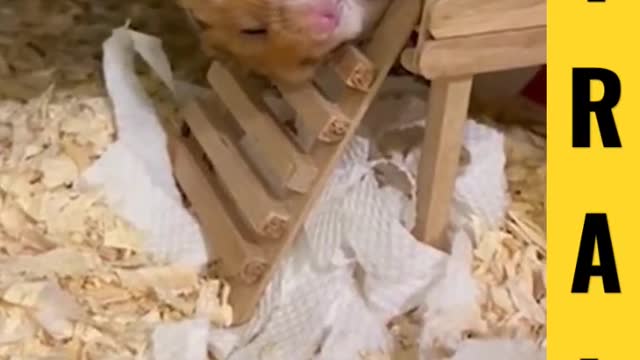 AdorableHamsterDuringsleep#viral#newreaction#new#tiktok#like#trending#shorts