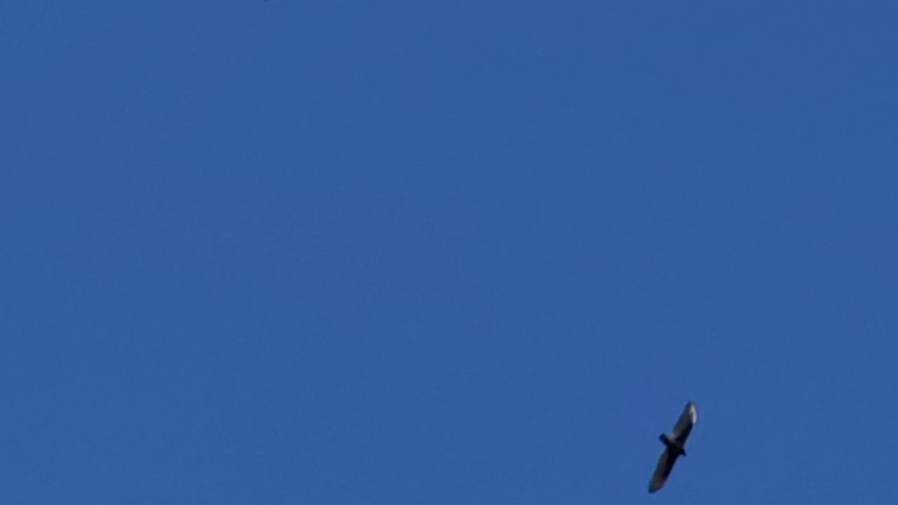 American Eagles Fighting Off Buzzards