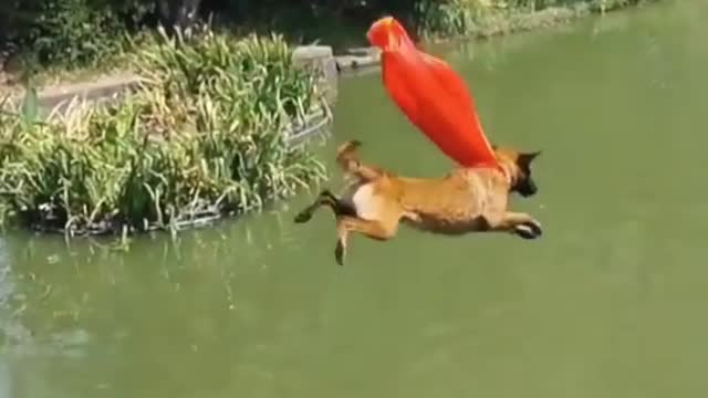 Have you ever seen dog flying like Superman?