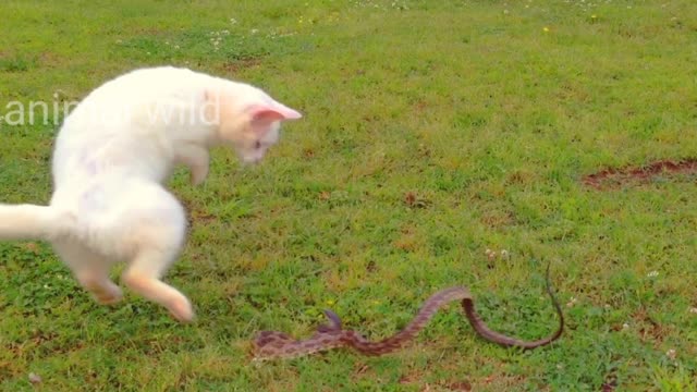 White Cat vs Snake!!