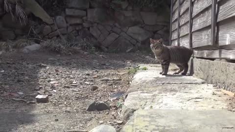 Japan's Cat Island - Incredible!