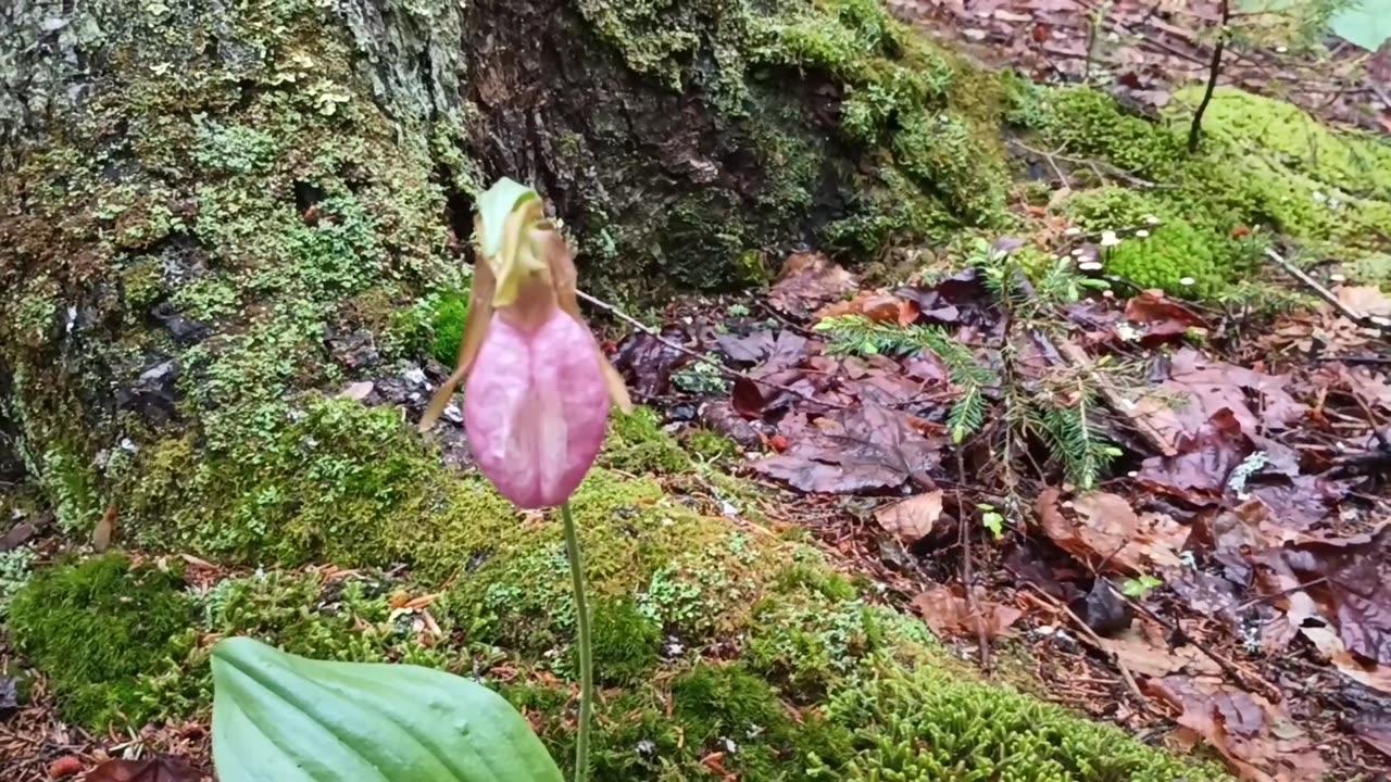 Lady Slipper