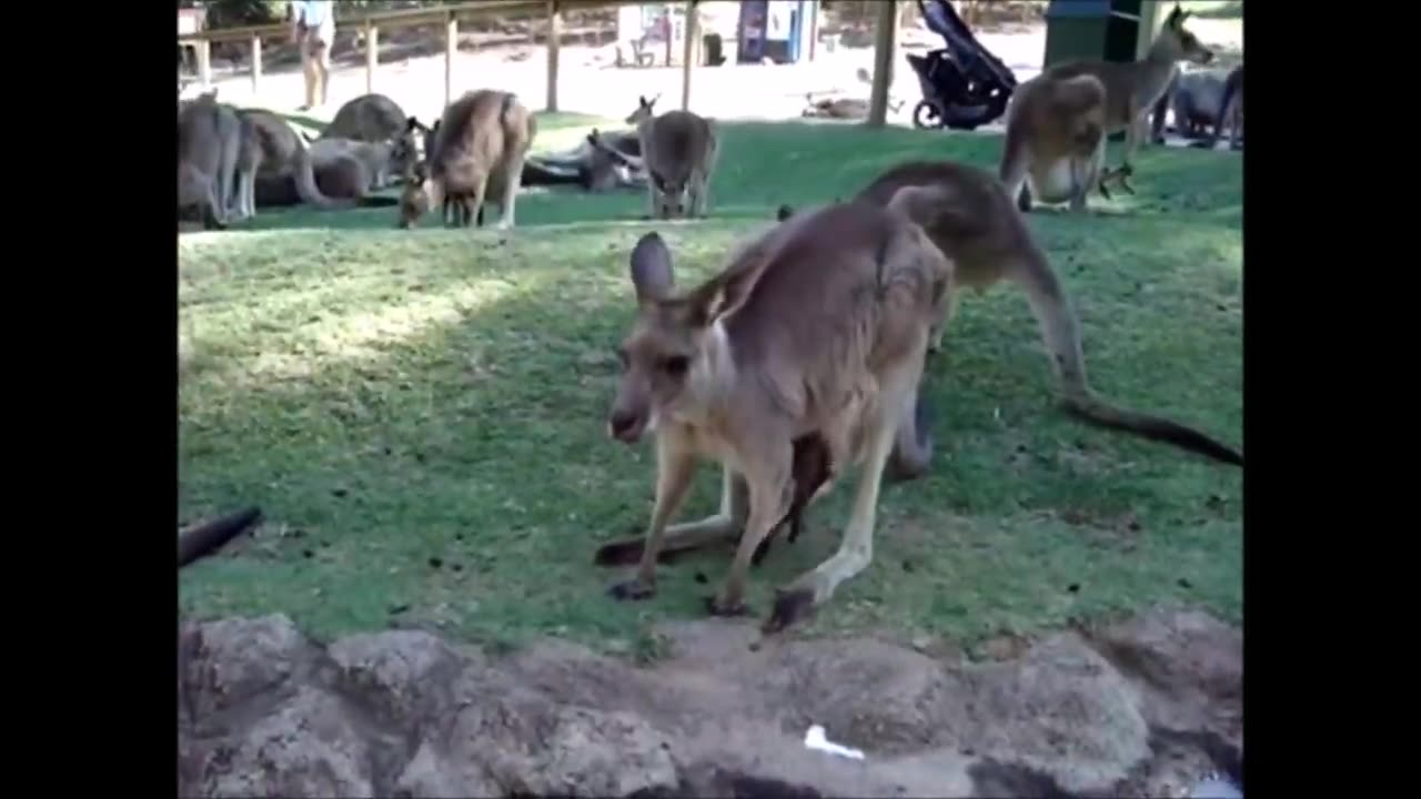 Baby Kangaroos & Joeys - CUTEST Compilation