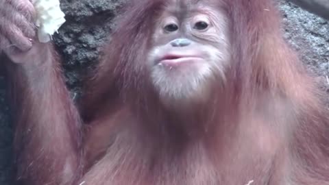 Funny vidéos animals