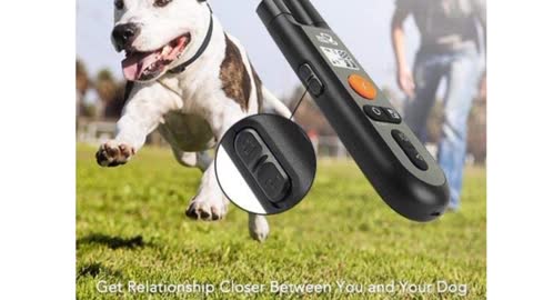 Dog Training Collar