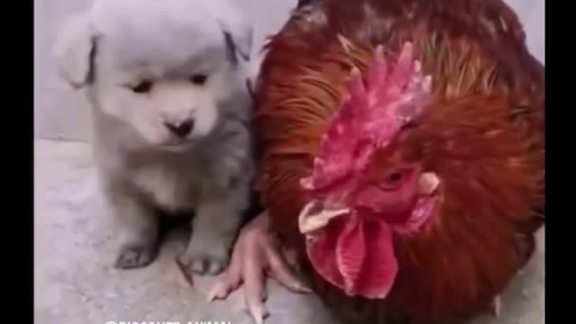 SWEET BABY ANIMALS - Funny and cute moments of animal loving family - OMG Animls Soo Cute