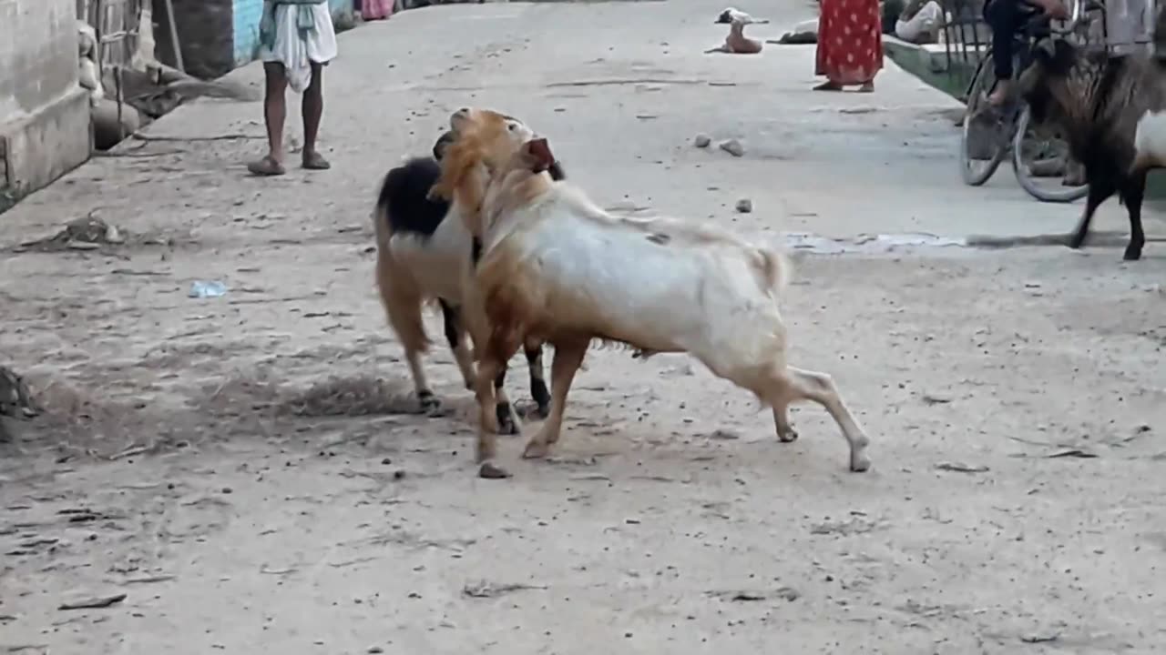 TRENDING #3 Extreme Goat Fighting Viral Video\ CANADA VILLAGE