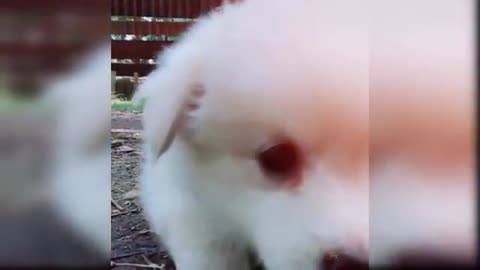 Baby cute and funny dog video