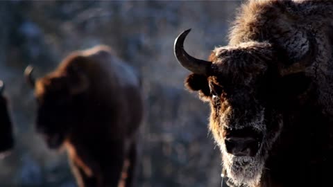 Amazing Bison Activity in the Forest - AnimalHero