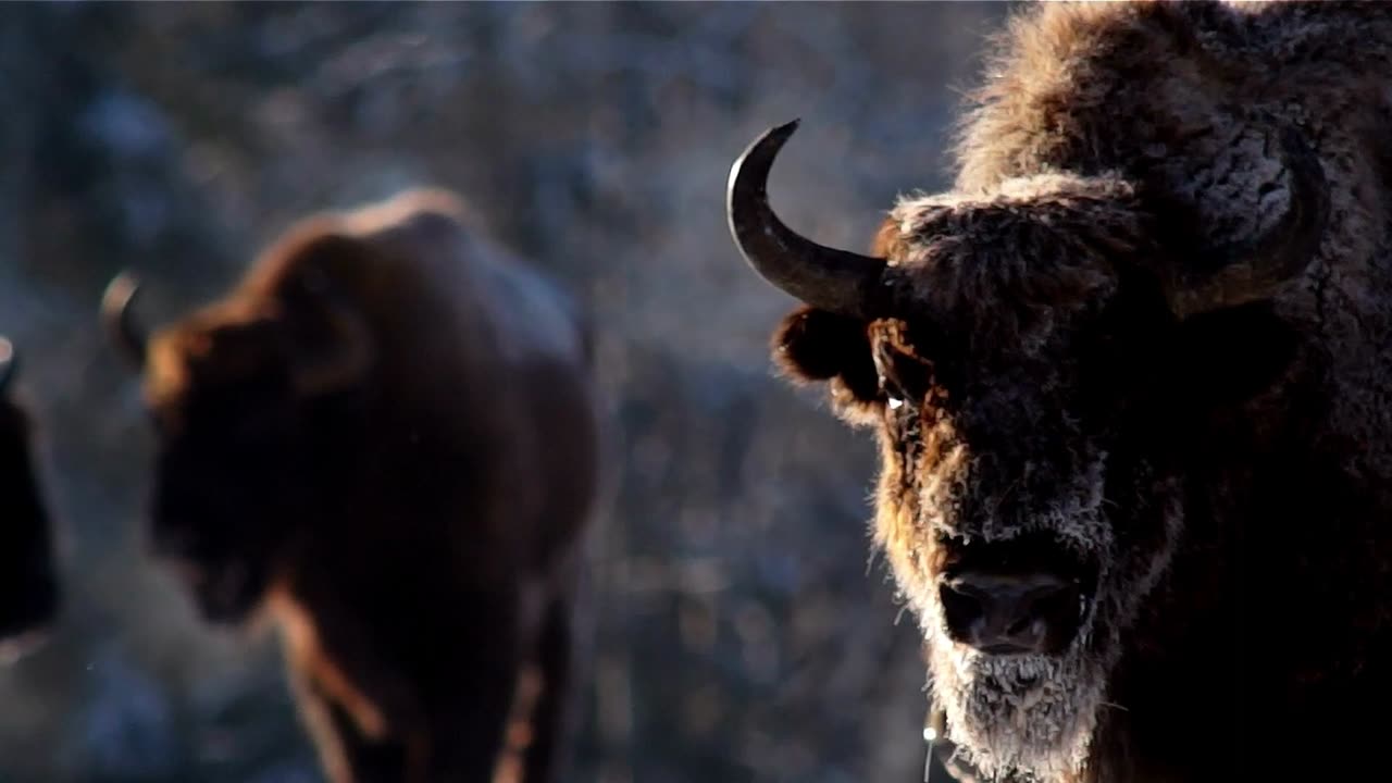 Amazing Bison Activity in the Forest - AnimalHero