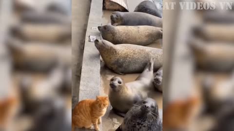 Funny Animal
