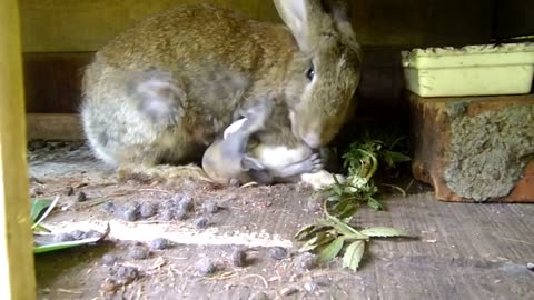 Rabbit Feeding her Bunnies I new born bunnies I Cute Pet