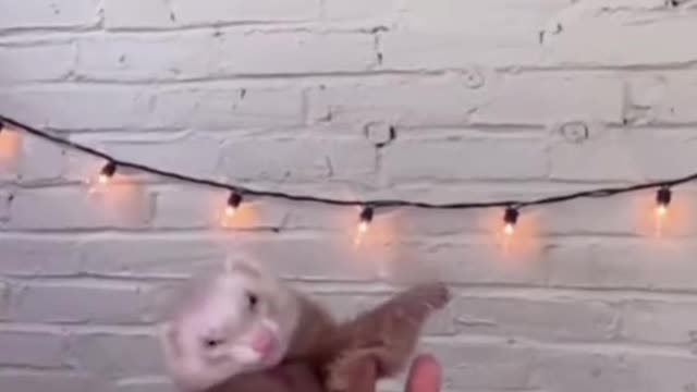this ferret has better moves than me 😳