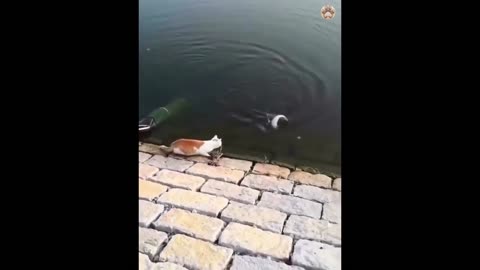 New Funny Animals Video 2023 | Funniest Cats and Dogs Videos | New Funny Video Of Cat And Dogs #187