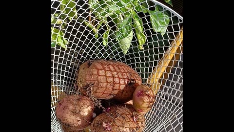 Sarge's Smoke Break #10: Red Potato Harvest