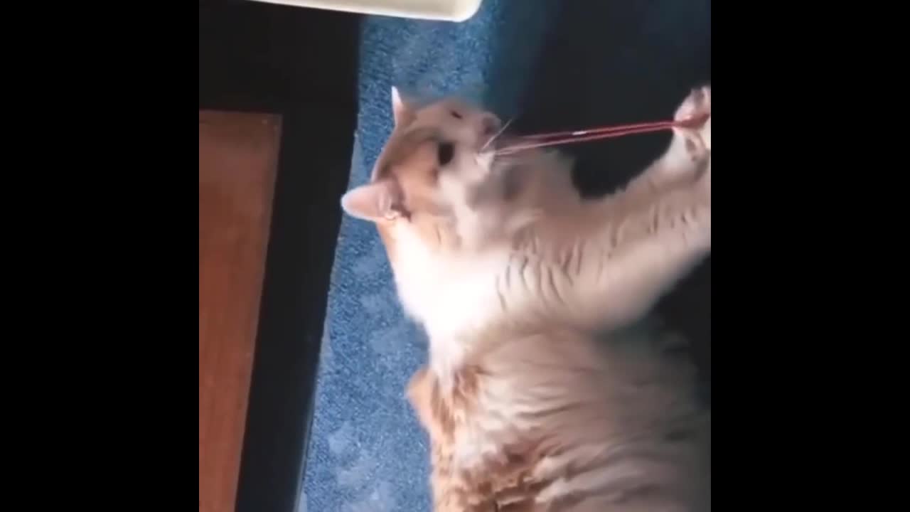 Hilarious cats and their funny moments..