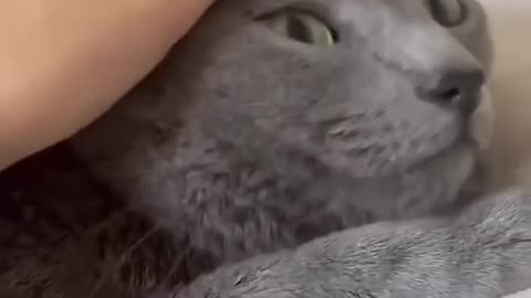 Funny videos