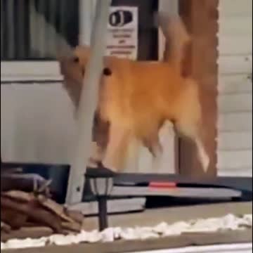 dog training. puppy performing