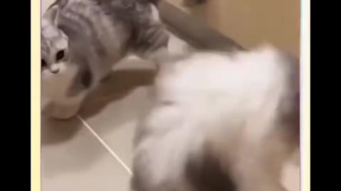 Cute cat funny dancing cat cat video